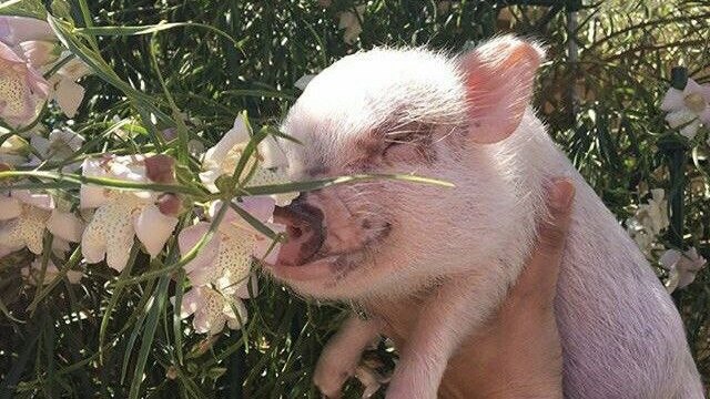 pig pics