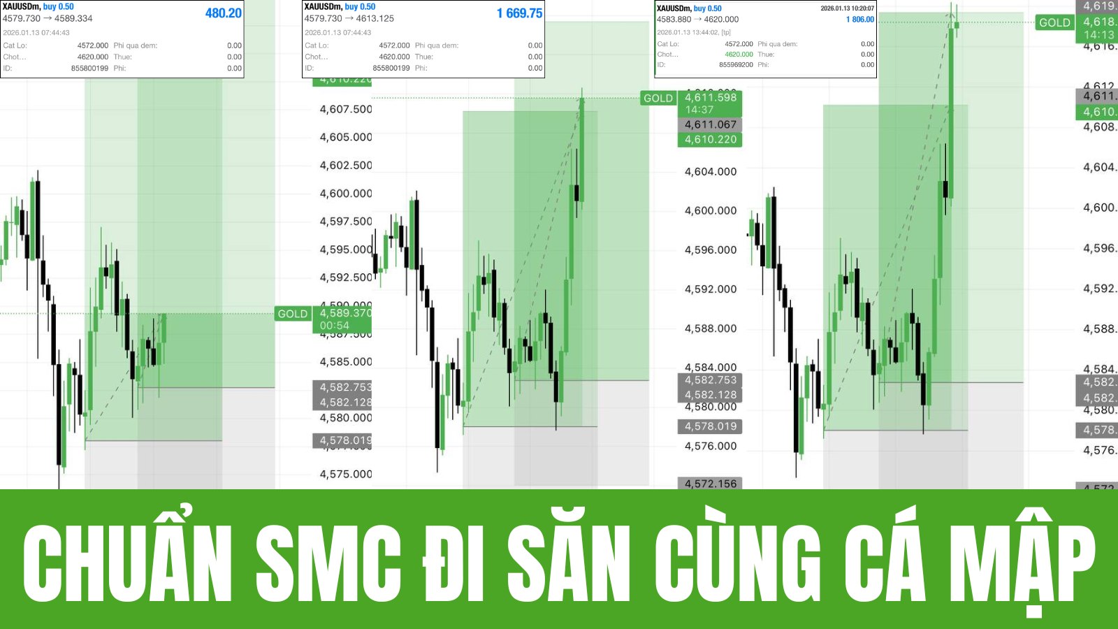 SHARK GROUP FOREX