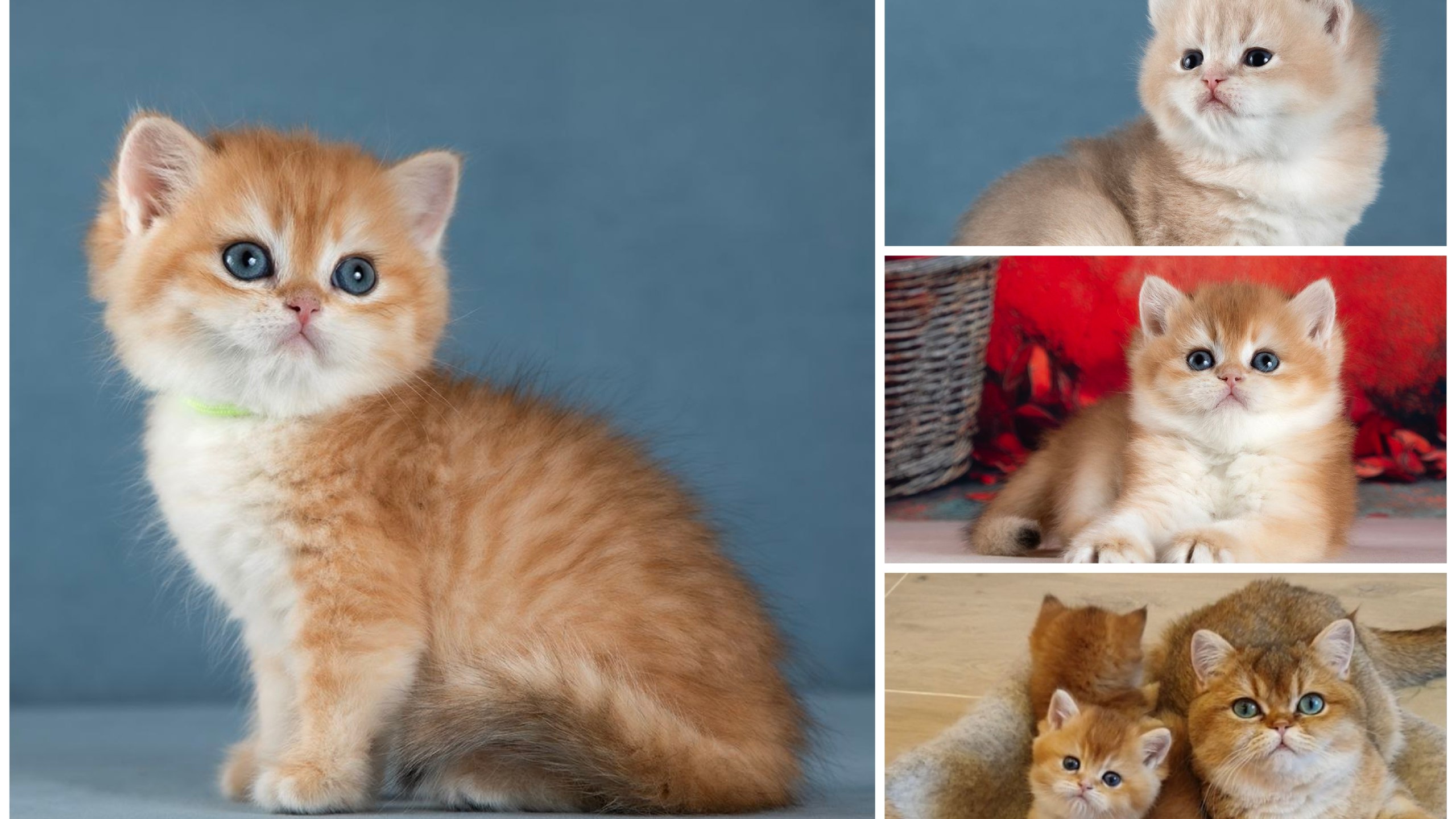 MEOW HOP 🐱| فروشگاه گربه های نژاد دار (پرشین/بریتیش/ اسکاتیش ) (مشهد / تهران / اصفهان / رشت / شیراز / ایران MeowHop)