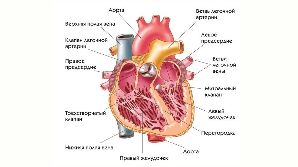 Федос Кокос | Биология ОГЭ и ЕГЭ | 100балльный репетитор
