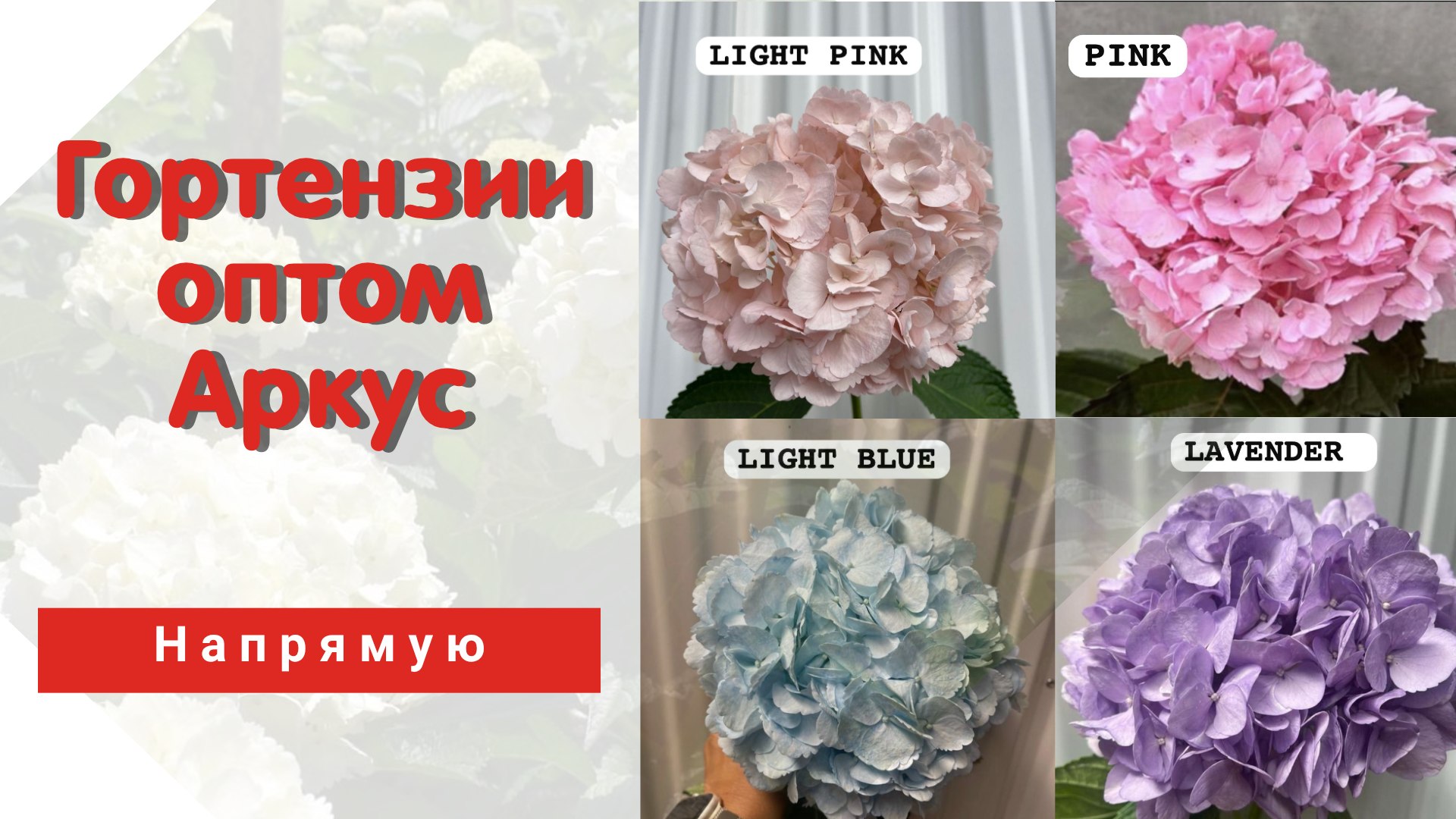 АРКУС | Цветы оптом | Закупка | Наличие 🌷