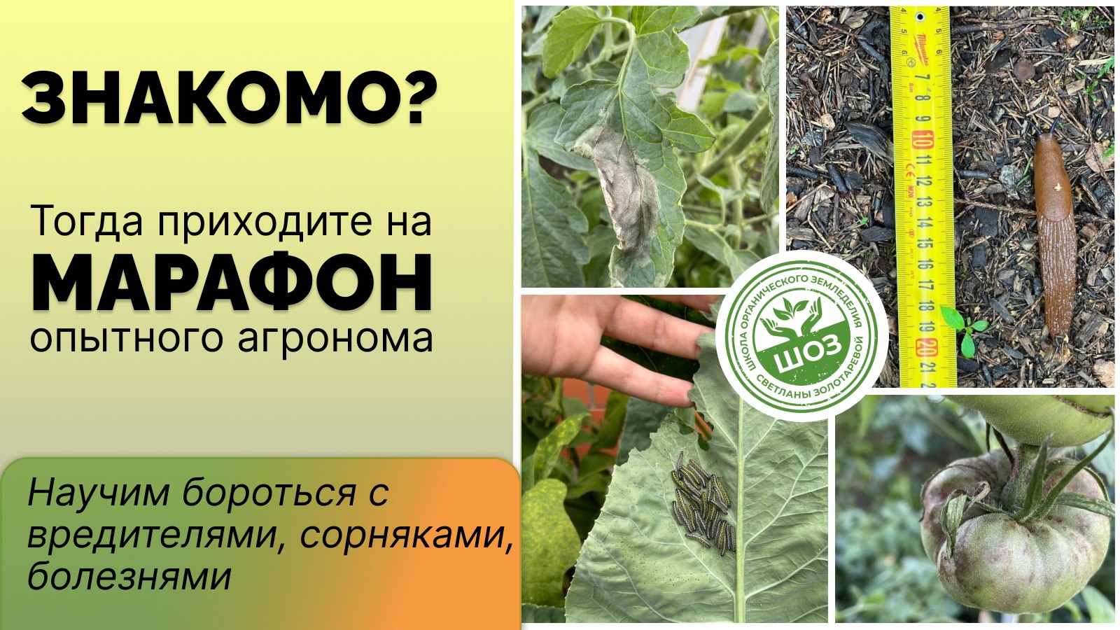 🙅♀️Огород без болезней и вредителей