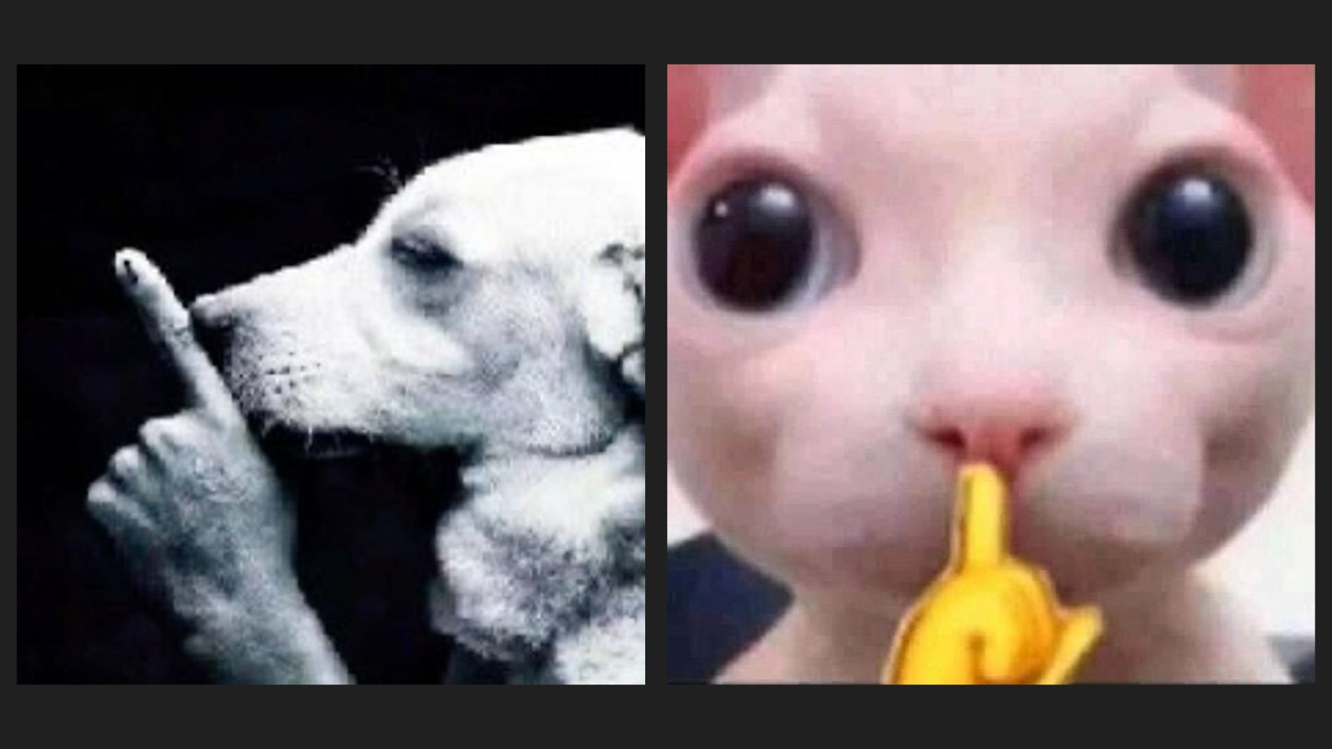 Pegue o Bizu ️